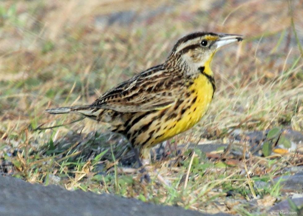 Connaissez-vous votre oiseau d état? 