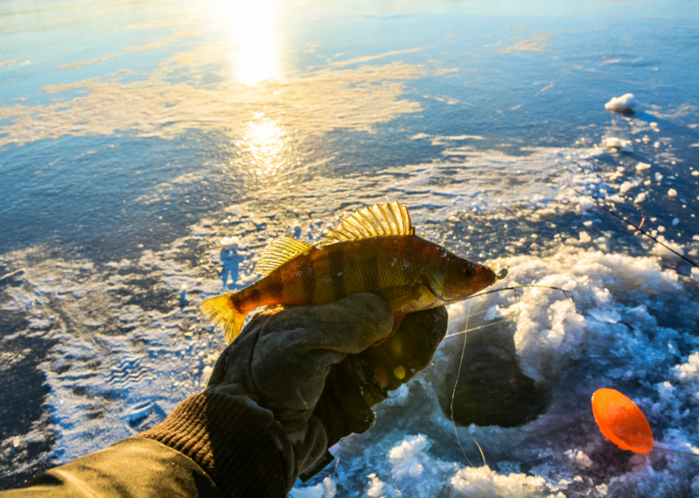 États comptant le plus de pêcheurs enregistrés 