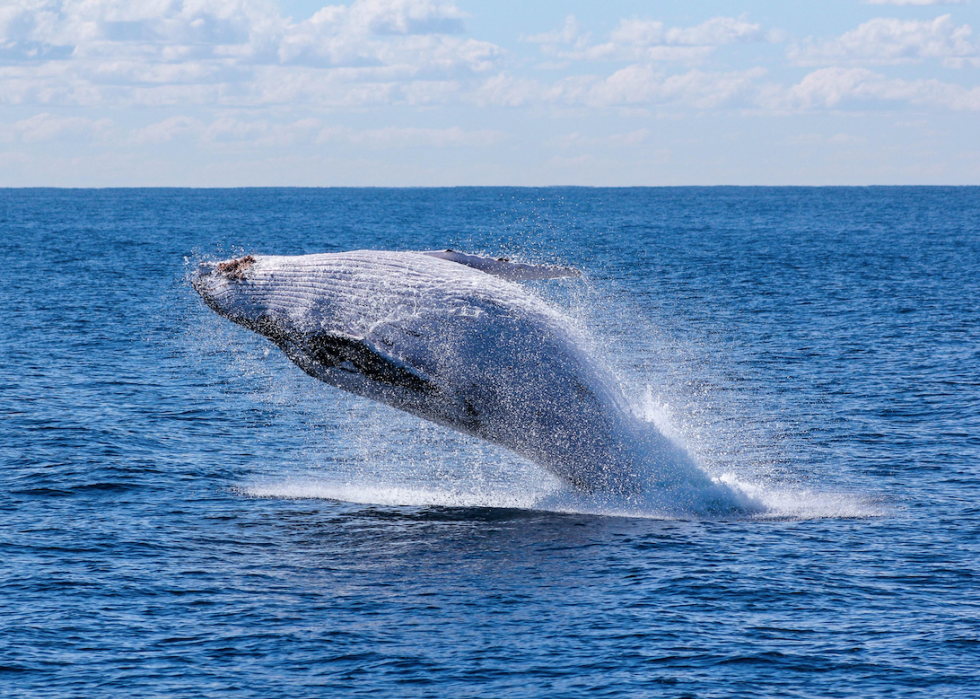 50 photos incroyables de nos océans 