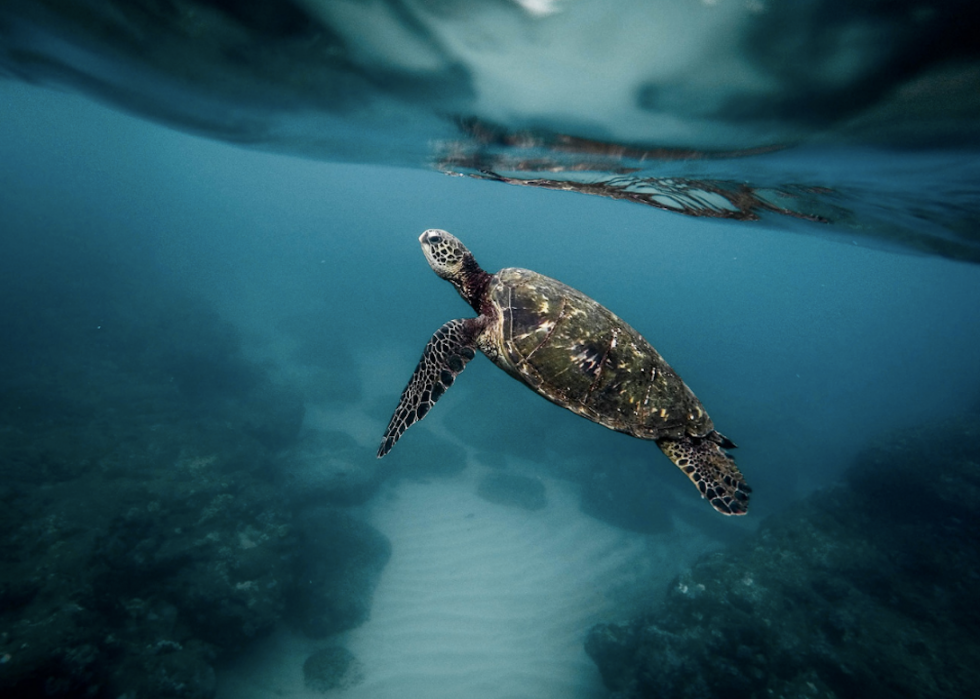 50 photos incroyables de nos océans 