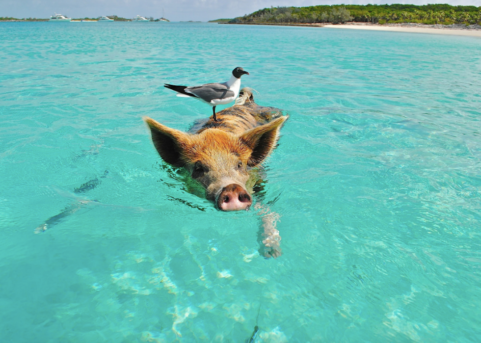 50 photos incroyables de nos océans 