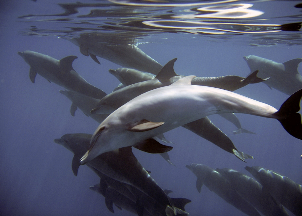 50 photos incroyables de nos océans 