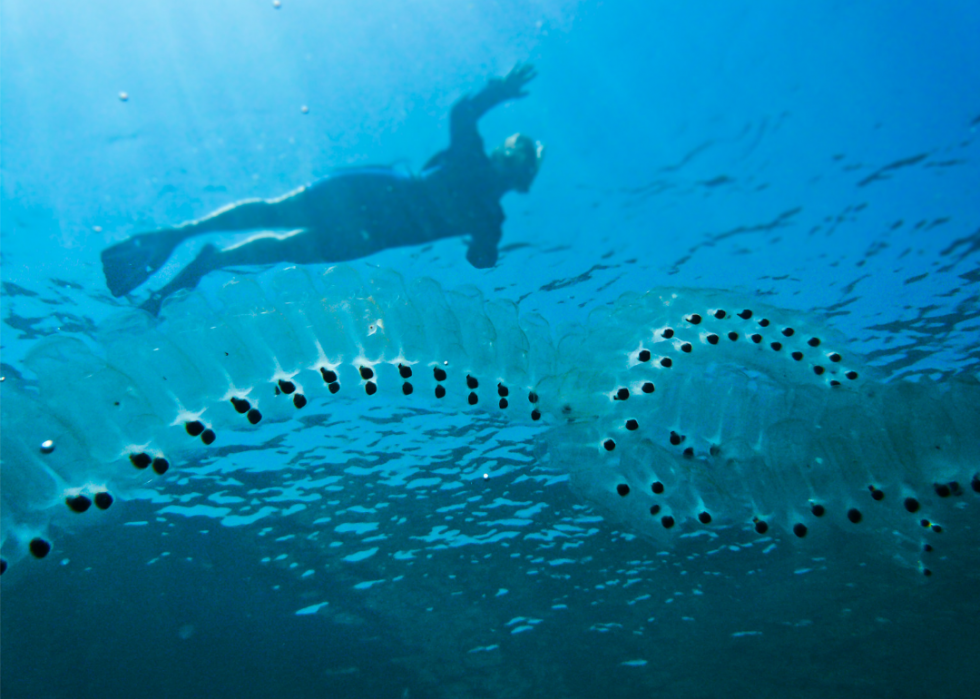 50 photos incroyables de nos océans 