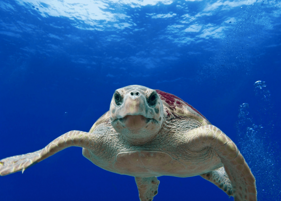 50 photos incroyables de nos océans 