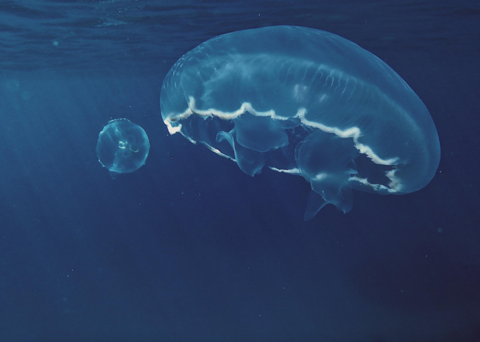 50 photos incroyables de nos océans 