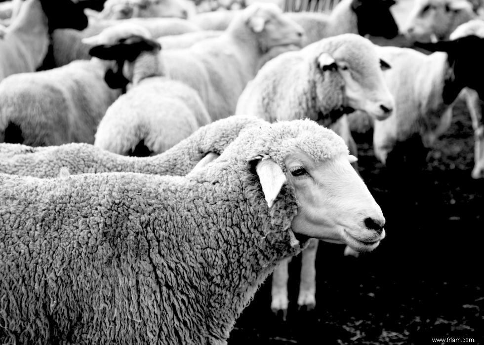 Photos historiques de l état et de la foire du comté de chaque état 