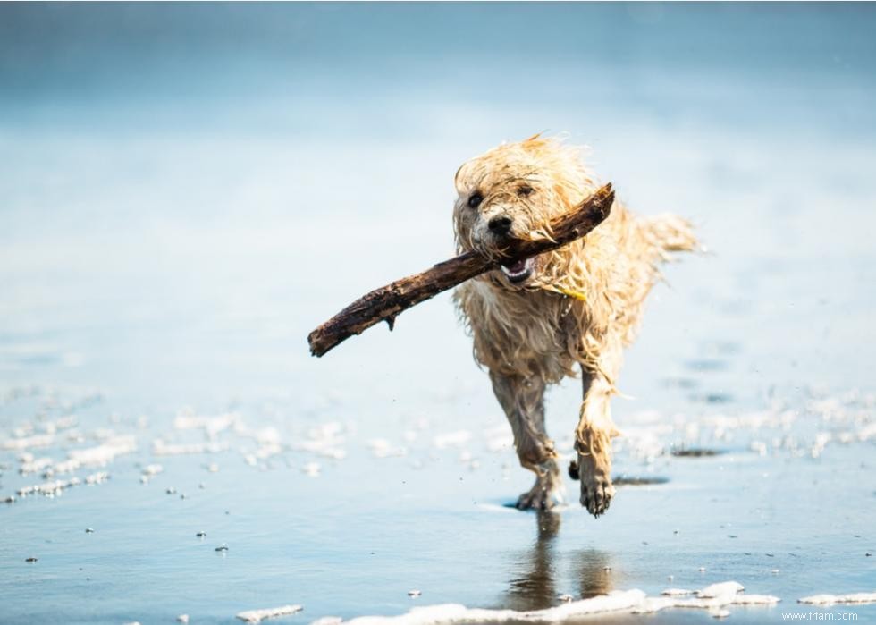 Où les États-Unis exportent leur nourriture pour animaux de compagnie 