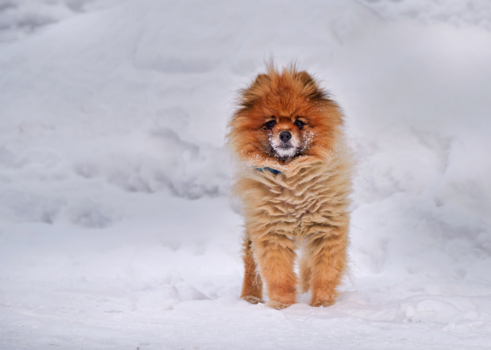 Où les États-Unis exportent leur nourriture pour animaux de compagnie 