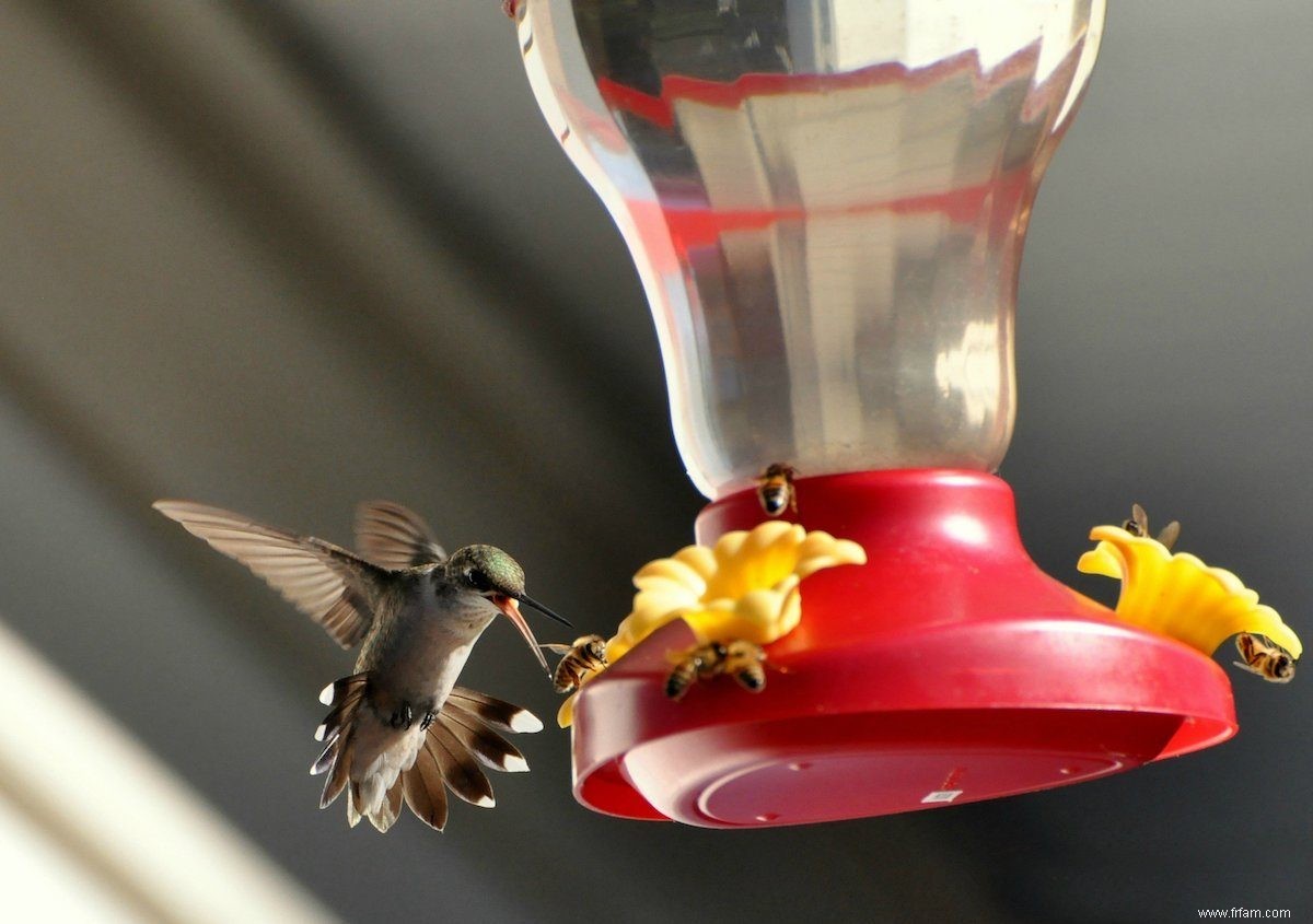 7 façons naturelles d éloigner les abeilles et les fourmis des mangeoires pour colibris 