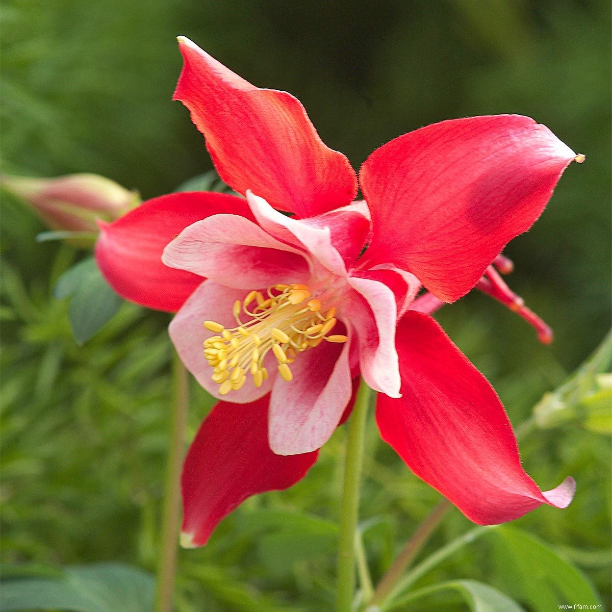 Plantes colorées tolérantes à l ombre 