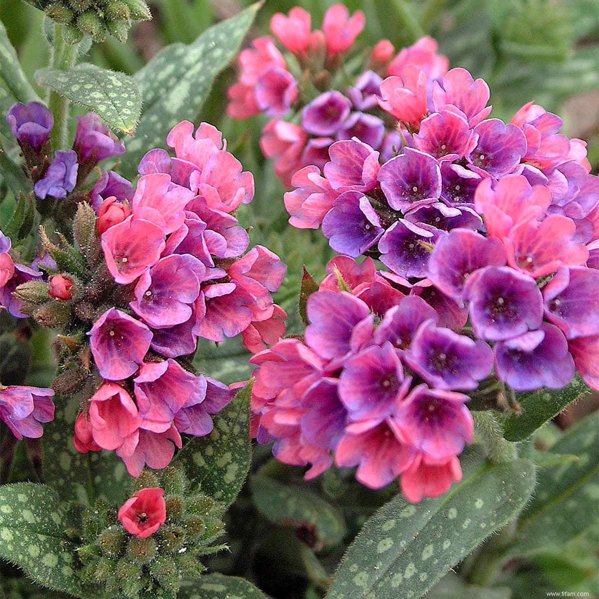 Plantes colorées tolérantes à l ombre 