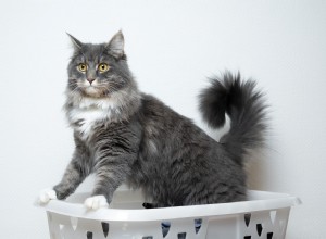 Comment enlever l urine de chat et son odeur des vêtements 