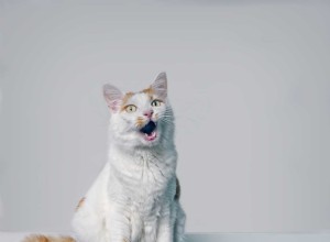 Les utilisateurs de Reddit partagent leurs échecs hystériques du robot 