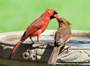 Conseils pour nettoyer un bain d oiseaux 