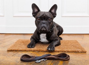 Si vous ne nettoyez pas la laisse de votre chien, cela vous convaincra de commencer 