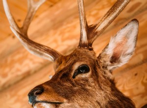Comment prendre soin de vos montures de taxidermie 