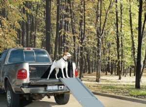 Ne manquez pas la vente Chewy National Dog Day! 