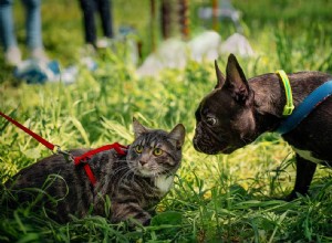 Comment choisir une laisse pour votre chat 