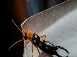 Perce-oreilles :sont-ils dangereux pour les humains et les animaux de compagnie ? 