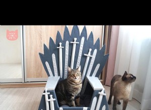 Laissez votre chat régner sur le trône de fer avec ces lits Game of Thrones 