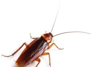 Informations sur les cafards et lutte antiparasitaire pour les propriétaires de maison et d entreprise 