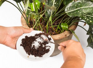 Faut-il utiliser du marc de café dans le jardin ? 