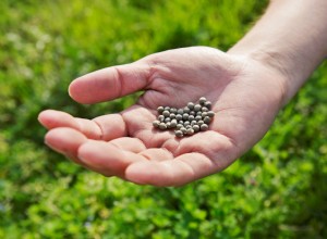 Comment conserver les graines du jardin 