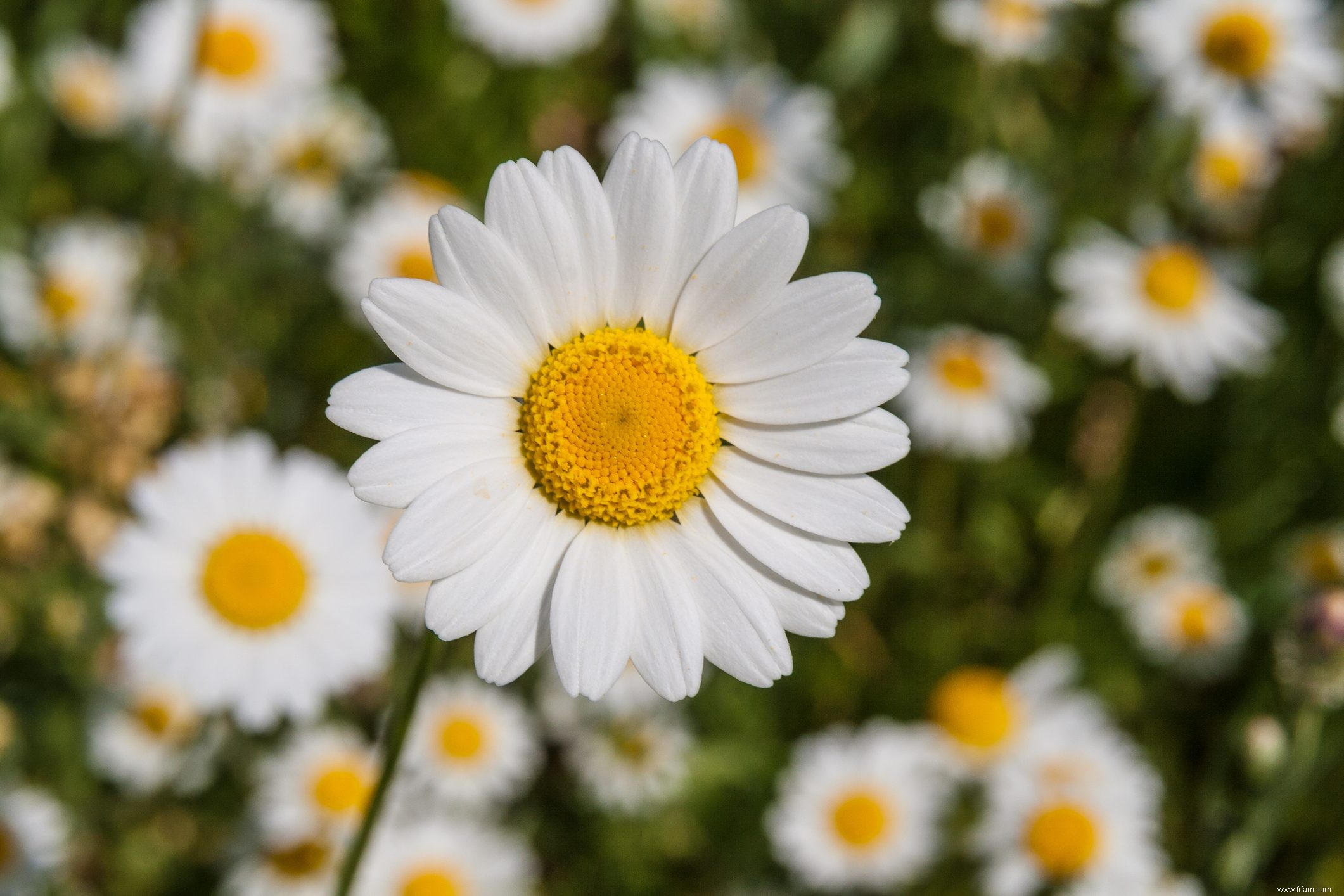 Comment conserver les graines du jardin 