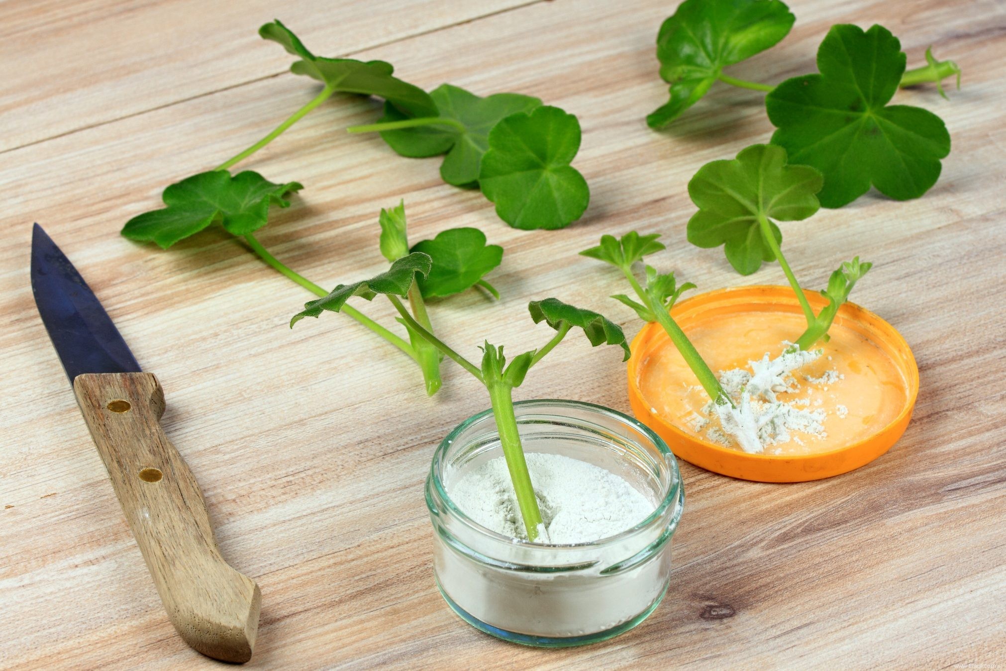 Comment hiverner les géraniums 