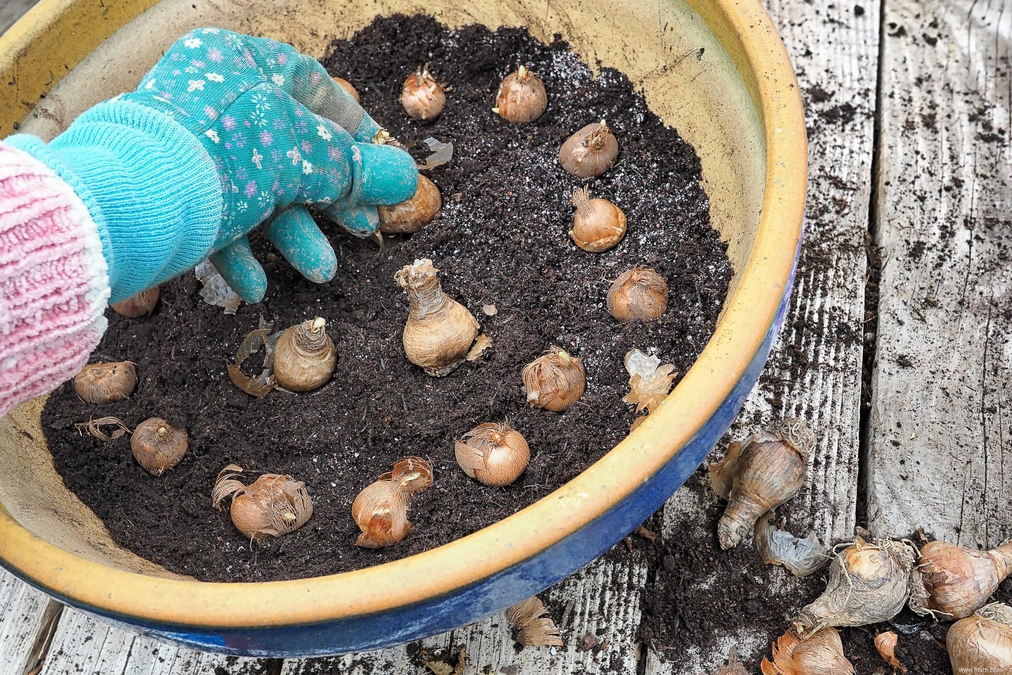 Ce qu il faut savoir sur la plantation de bulbes en pots 