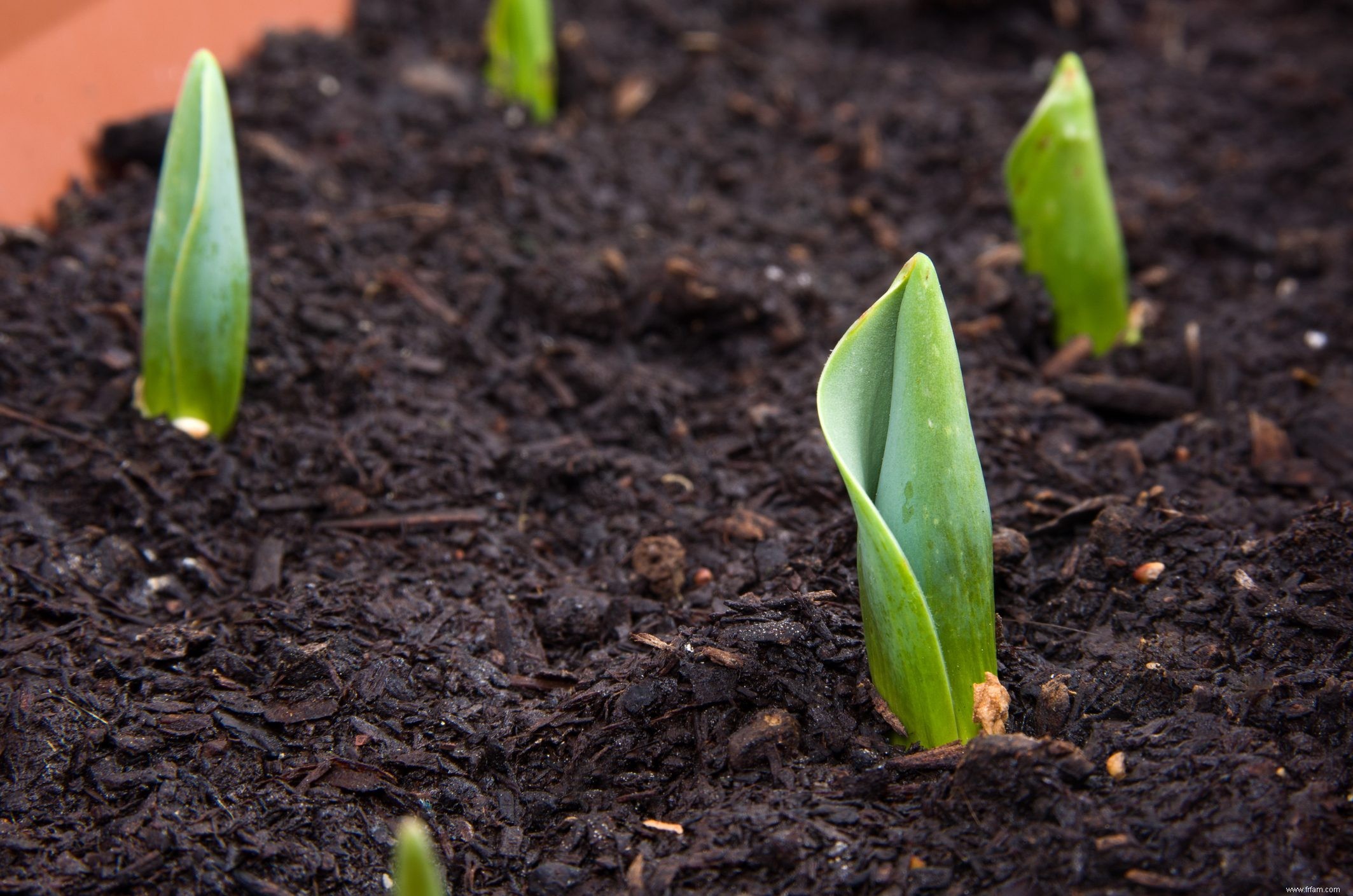 Ce qu il faut savoir sur la plantation de bulbes en pots 