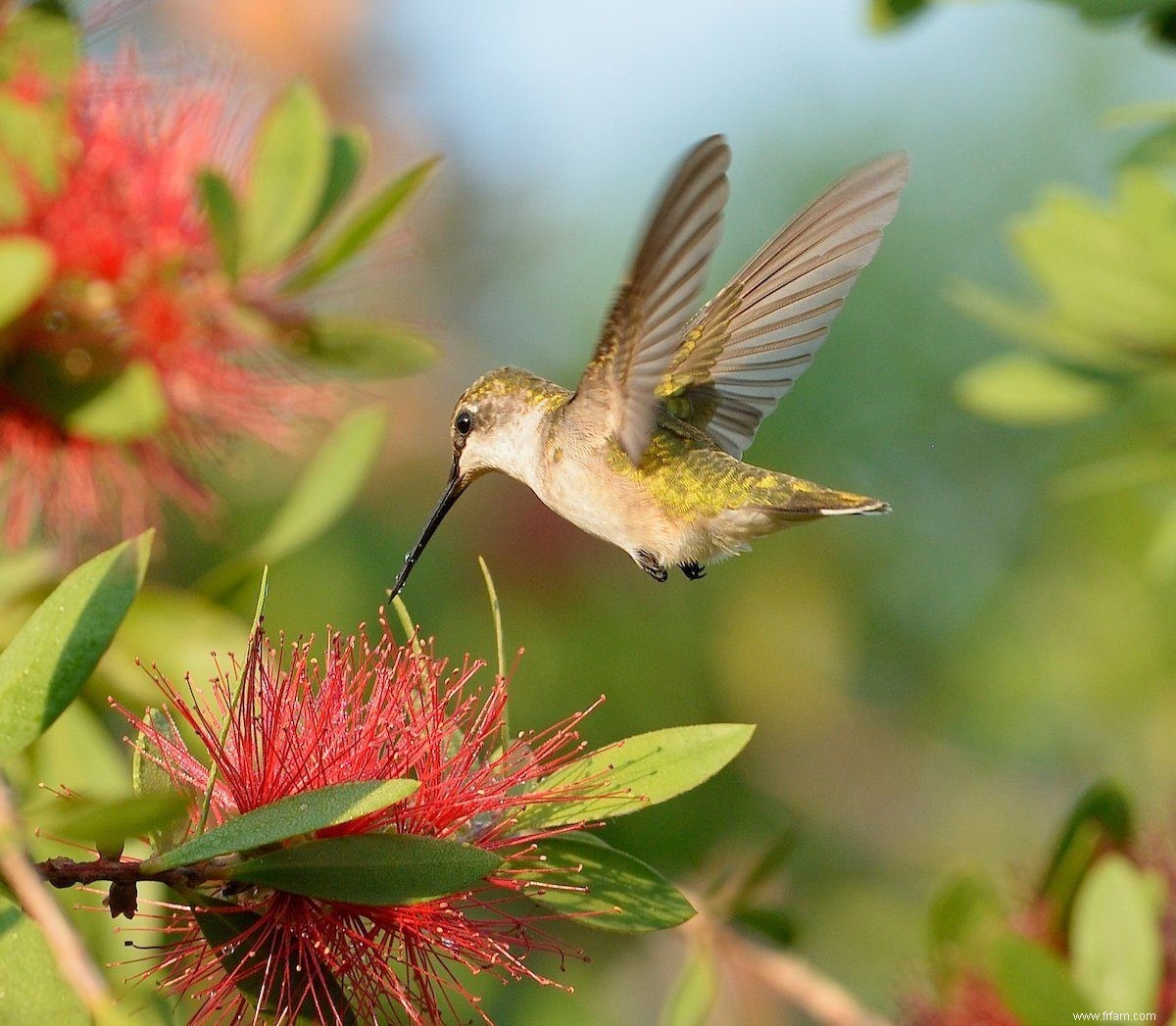 Découvrez la vérité sur les mythes courants sur les colibris 