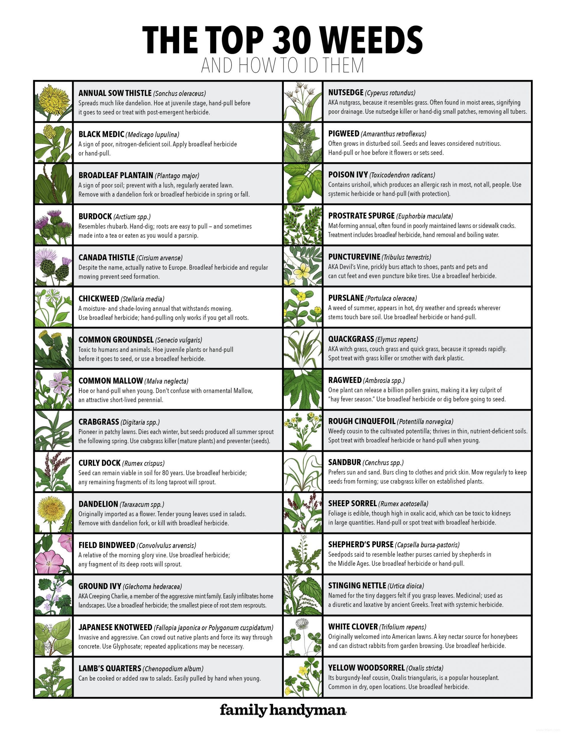 30 mauvaises herbes communes et comment les identifier (plus un tableau téléchargeable gratuitement) 