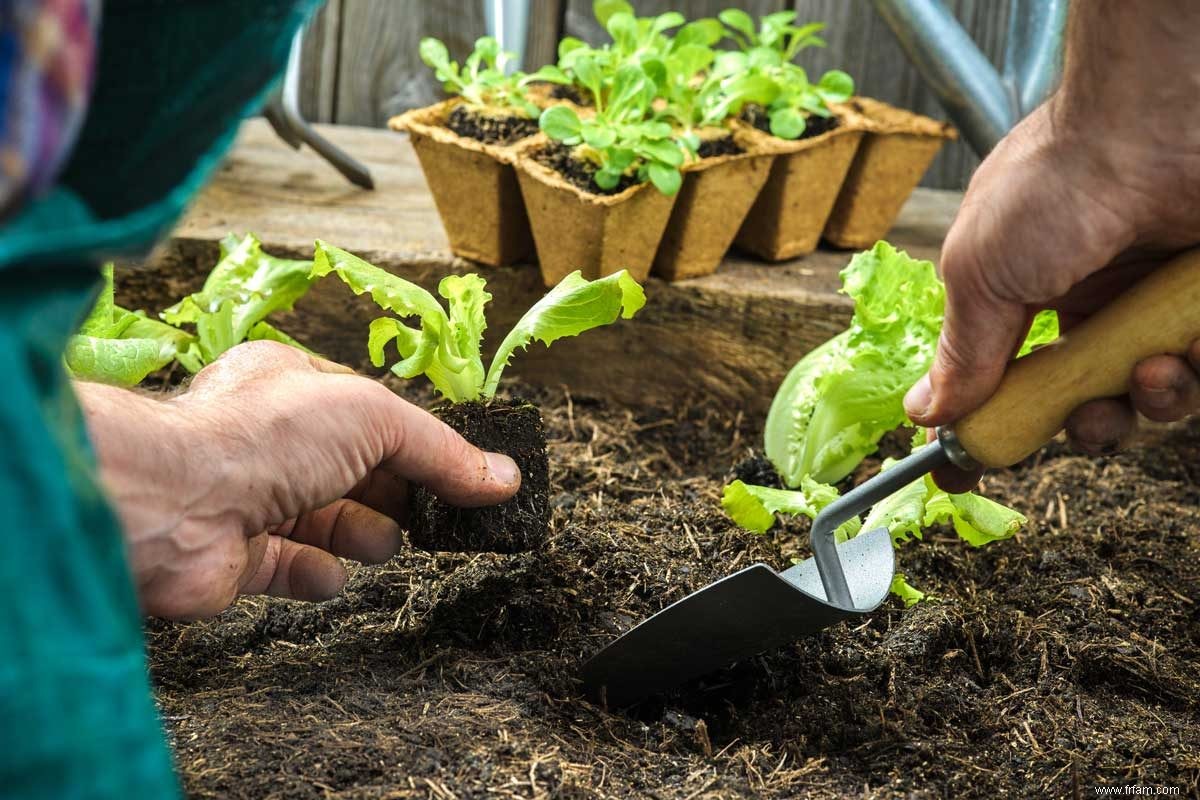 Tout ce qu il faut savoir sur le semis de graines 