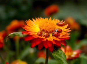 10 façons naturelles d éliminer les insectes nuisibles du jardin 