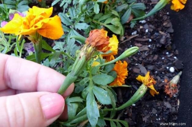 Qu est-ce que le Deadheading et pourquoi vous devriez le faire dans votre jardin 