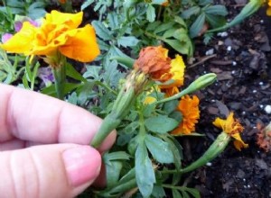 Qu est-ce que le Deadheading et pourquoi vous devriez le faire dans votre jardin 