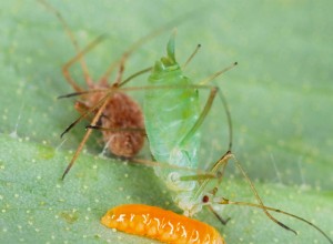 Des insectes qui sont réellement bons pour votre jardin 
