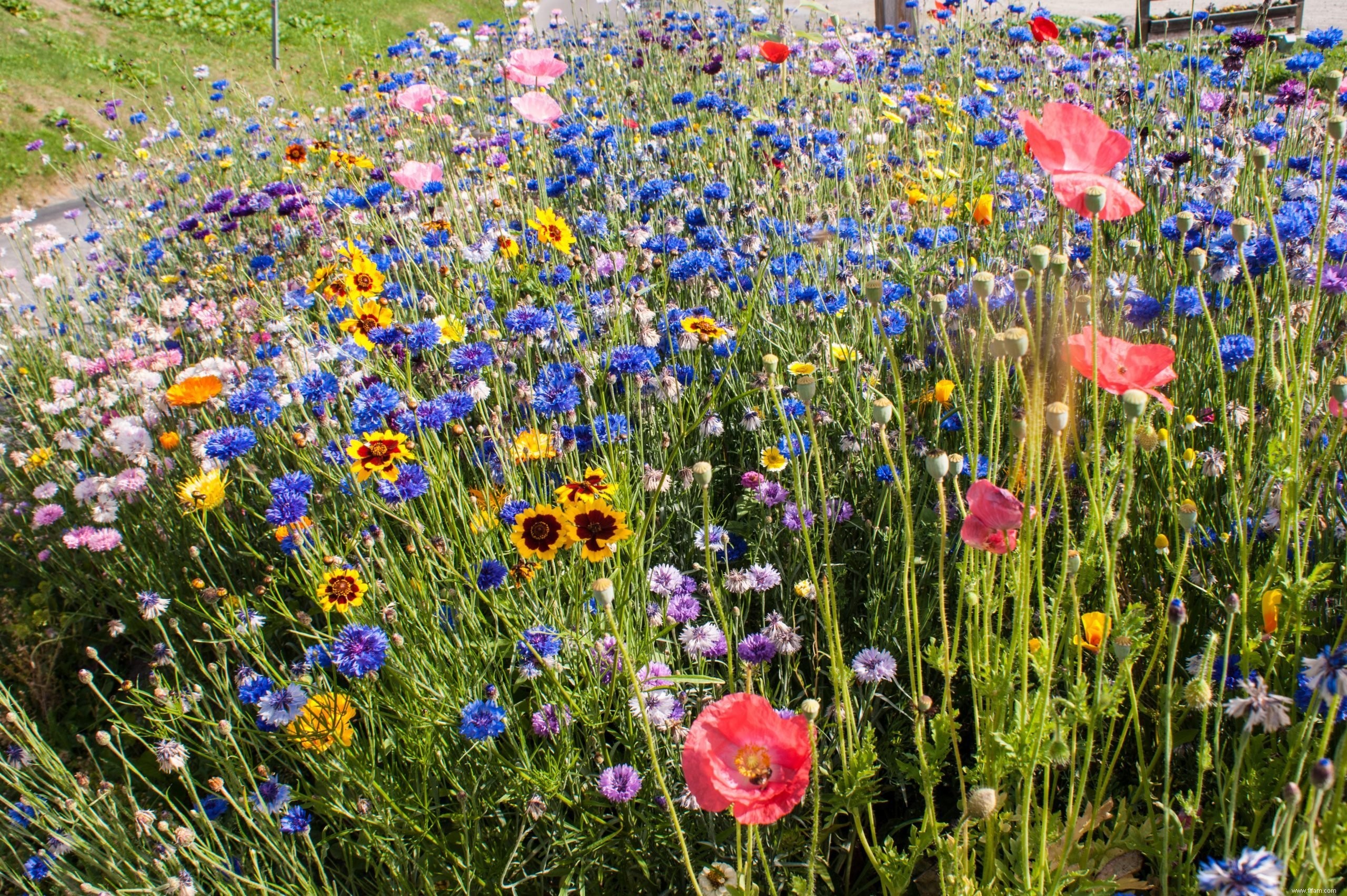 Incroyables jardins arc-en-ciel que vous pouvez cultiver 