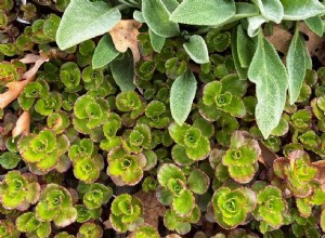 Idées d aménagement paysager nécessitant peu d entretien pour votre cour et votre jardin 