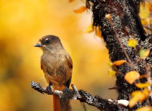 Liste de vérification pour l observation des oiseaux dans le jardin à l automne :13 conseils pour attirer plus d oiseaux dans votre jardin cet automne 