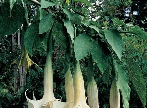 37 plantes qui peuvent causer le chaos dans votre jardin 