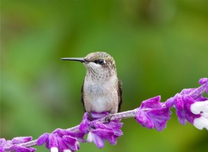 Les colibris adorent cette plante 
