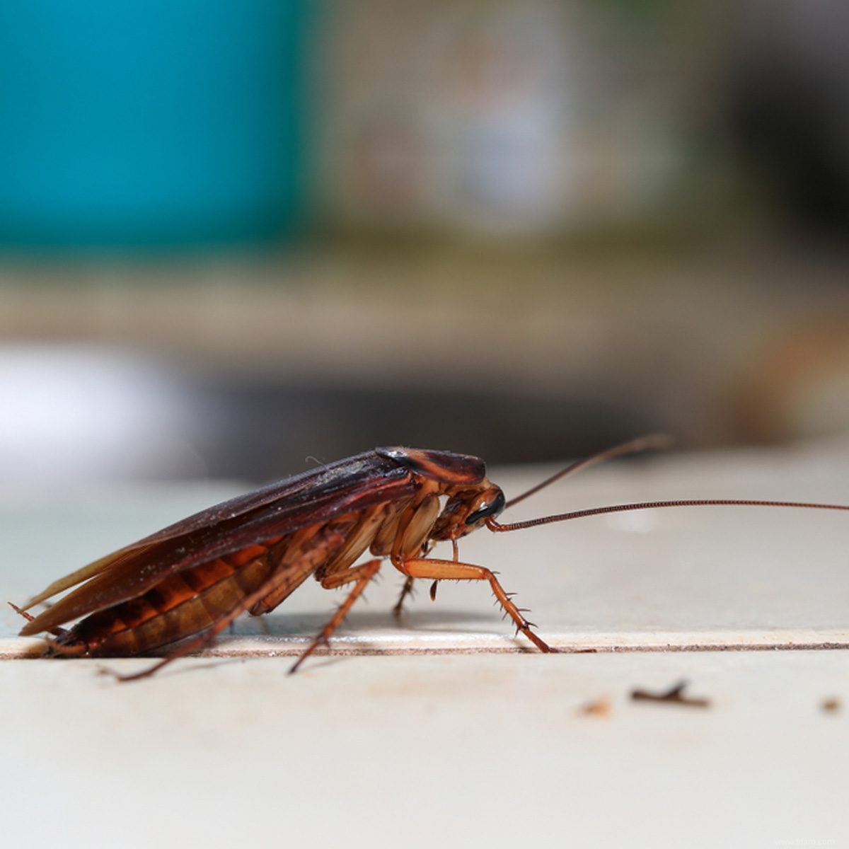 Comment se débarrasser des cafards à la maison et dans le jardin 