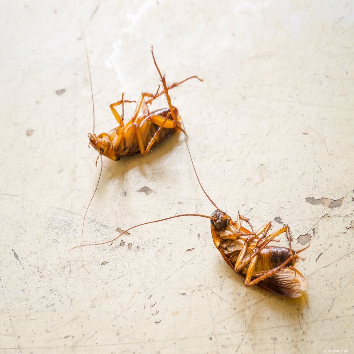 Comment se débarrasser des cafards à la maison et dans le jardin 