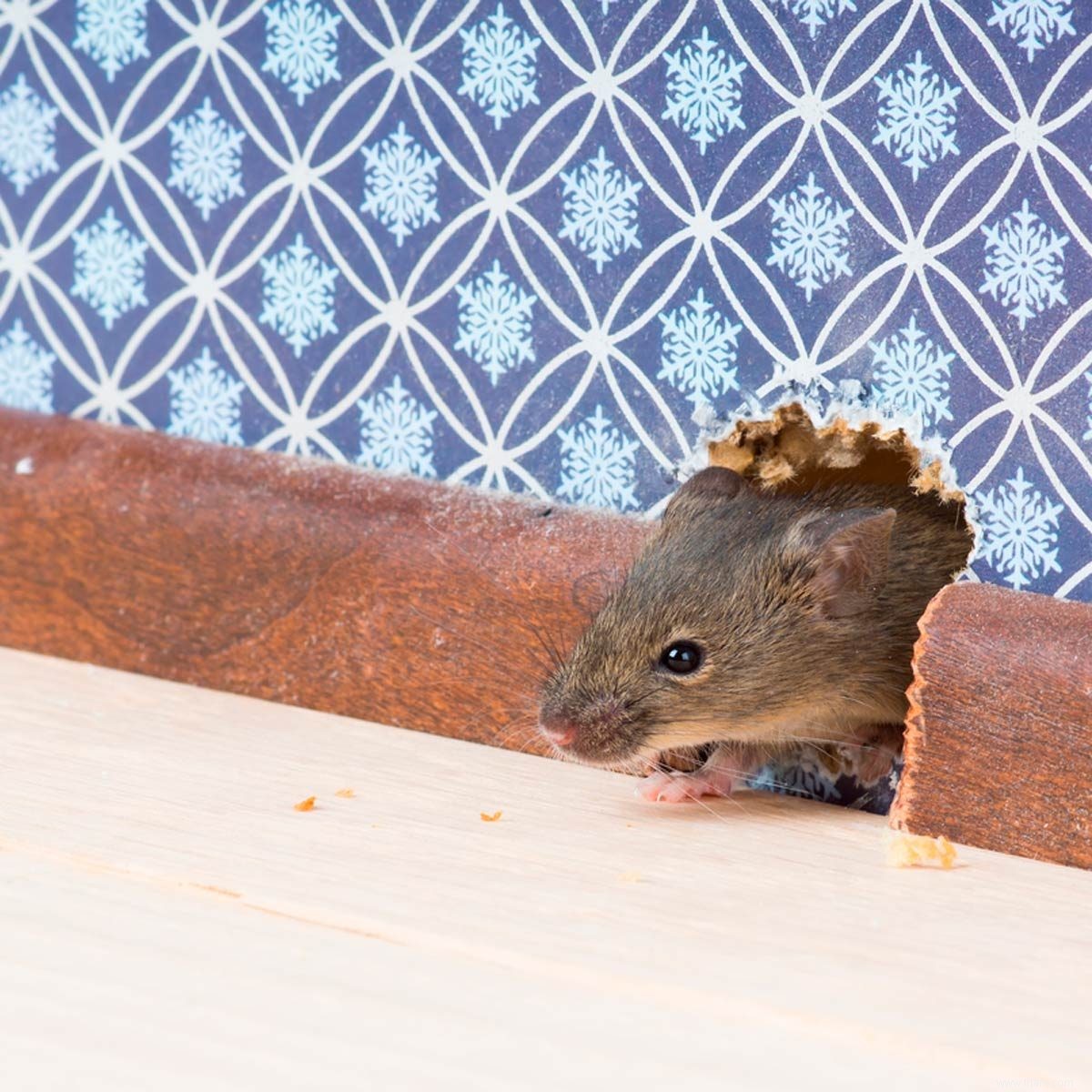 Comment se débarrasser d une souris dans un mur 