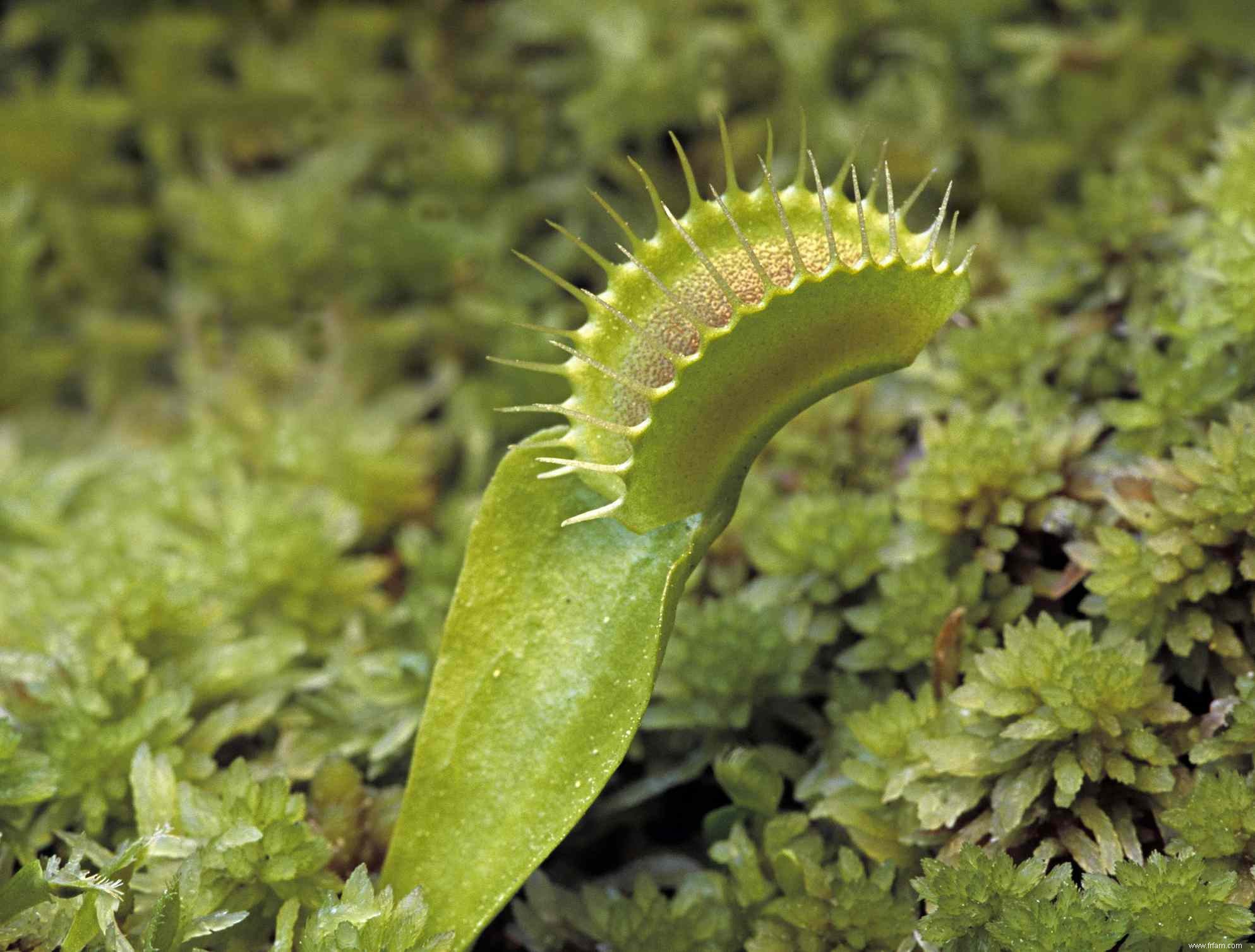 Découvrez 12 plantes carnivores qui mangent de tout, des insectes aux mammifères 