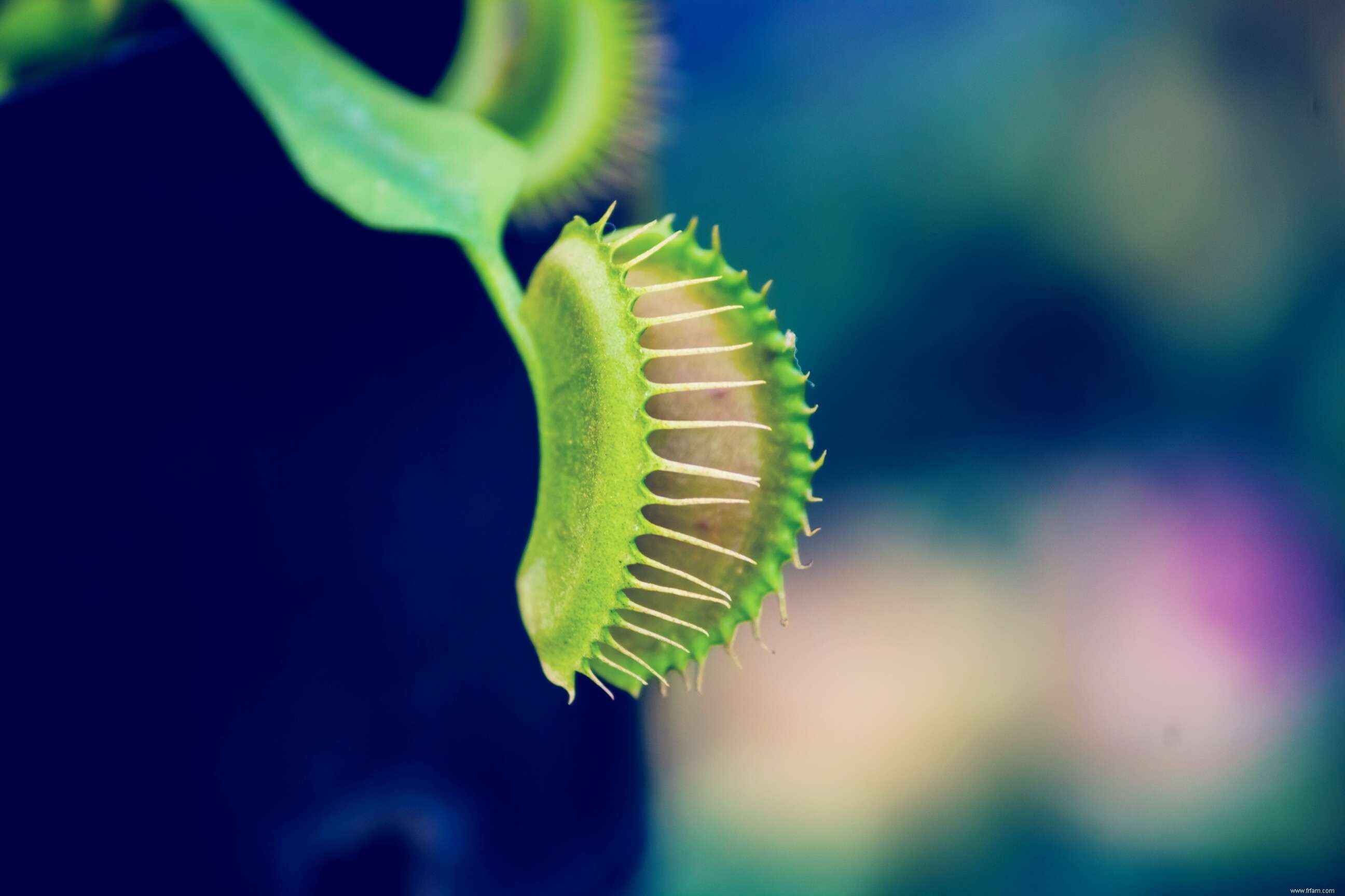 Découvrez 12 plantes carnivores qui mangent de tout, des insectes aux mammifères 