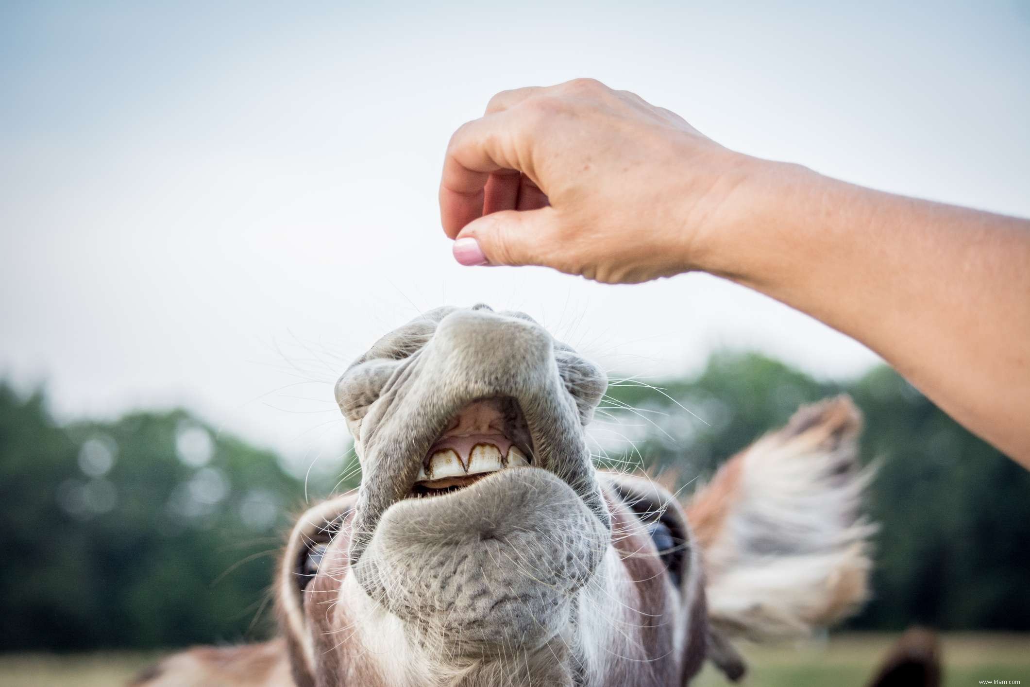 Herbivores :caractéristiques et catégories 