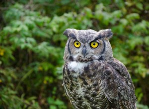 12 stéréotypes animaux et la vérité derrière eux 